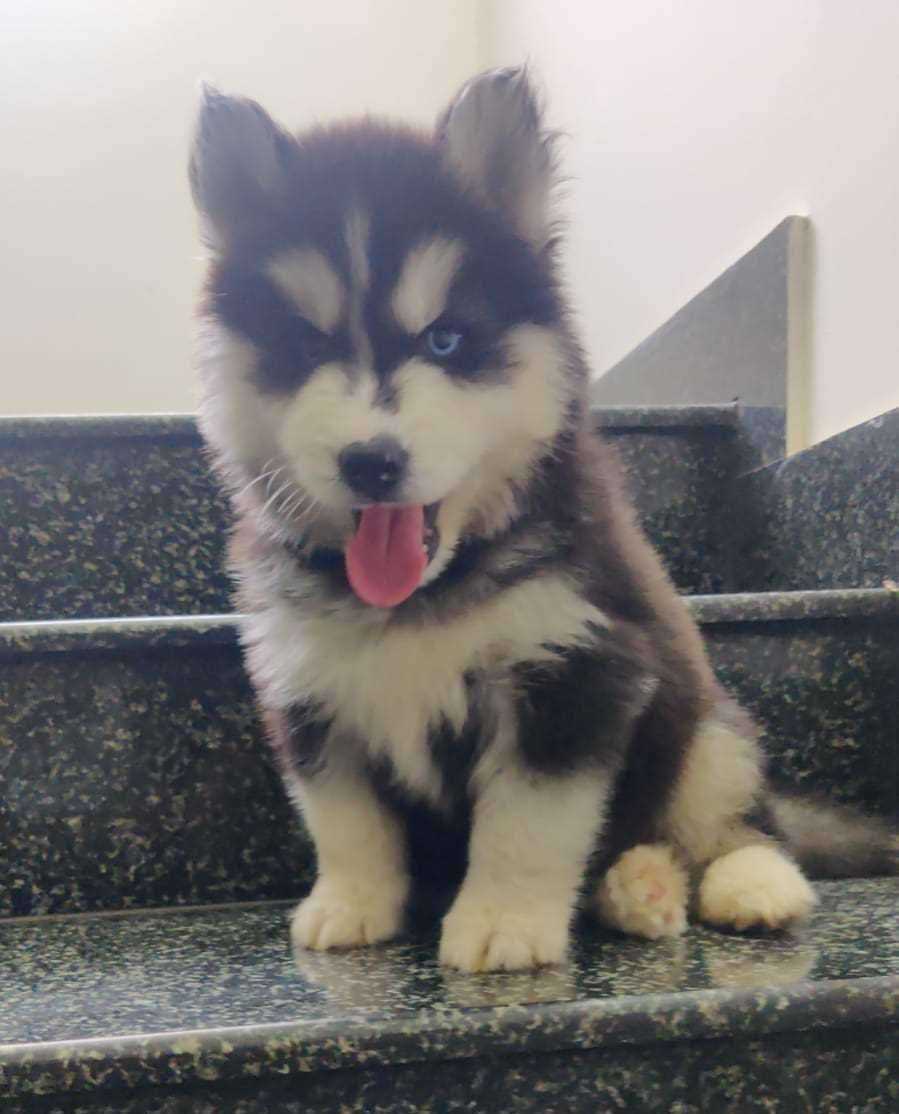Siberian Husky For Sale In Erode