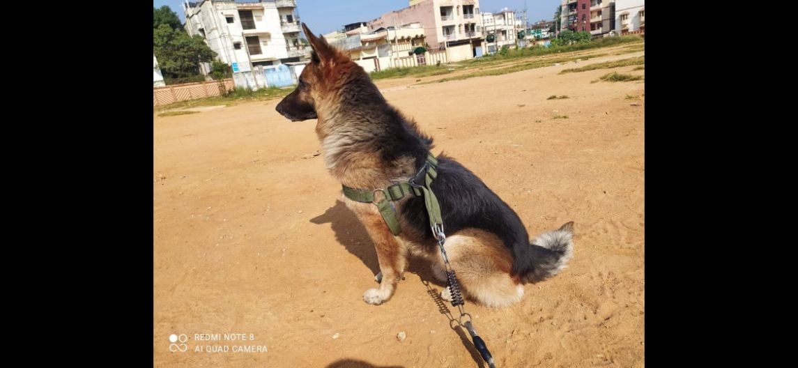 German Shepherd Dogs For Mating In Kanpur