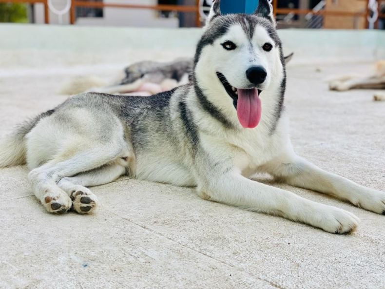 Siberian Husky For Adoption In Mysore