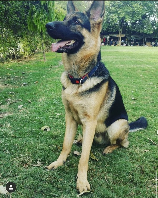 German Shepherd Dogs For Mating In Noida