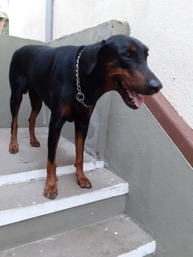Doberman Pinscher Dogs For Mating In Chennai