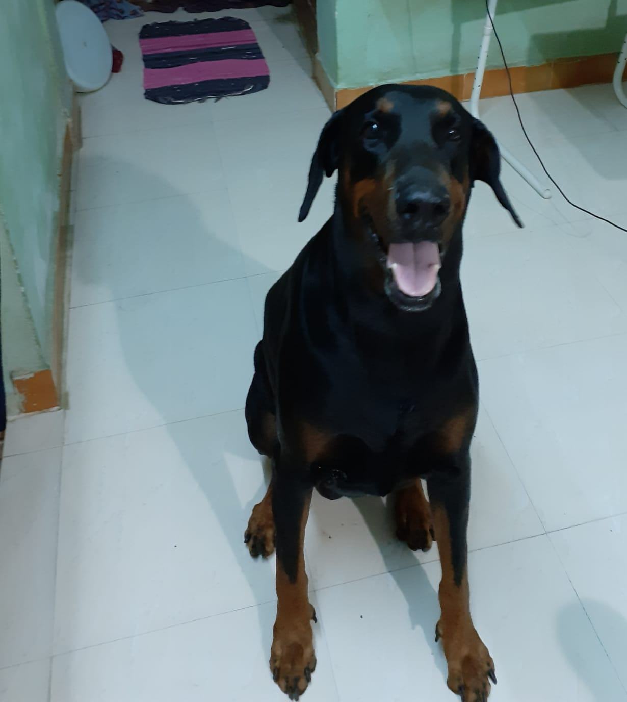 Doberman Pinscher Dogs For Mating In Chennai