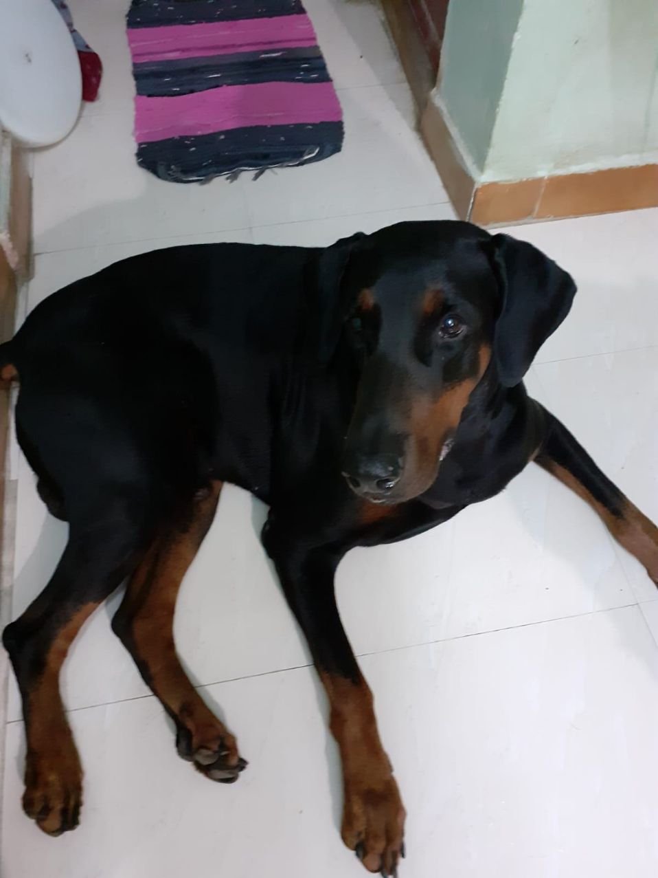 Doberman Pinscher Dogs For Mating In Chennai