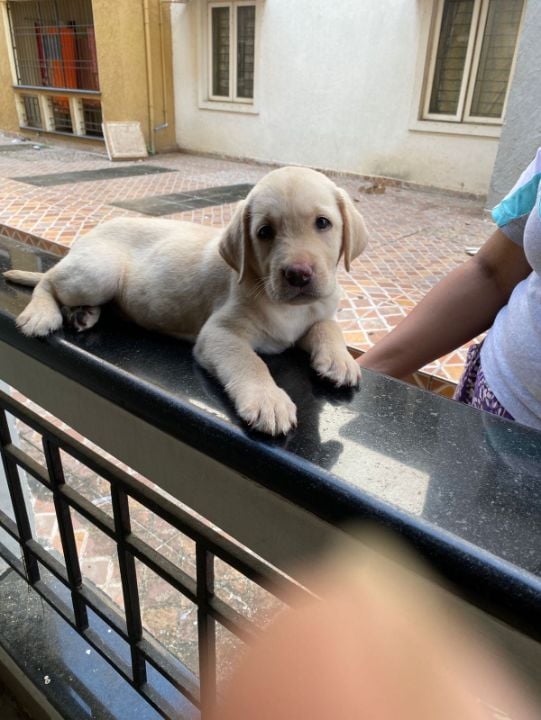 Labrador Retriever For Sale In Namakkal