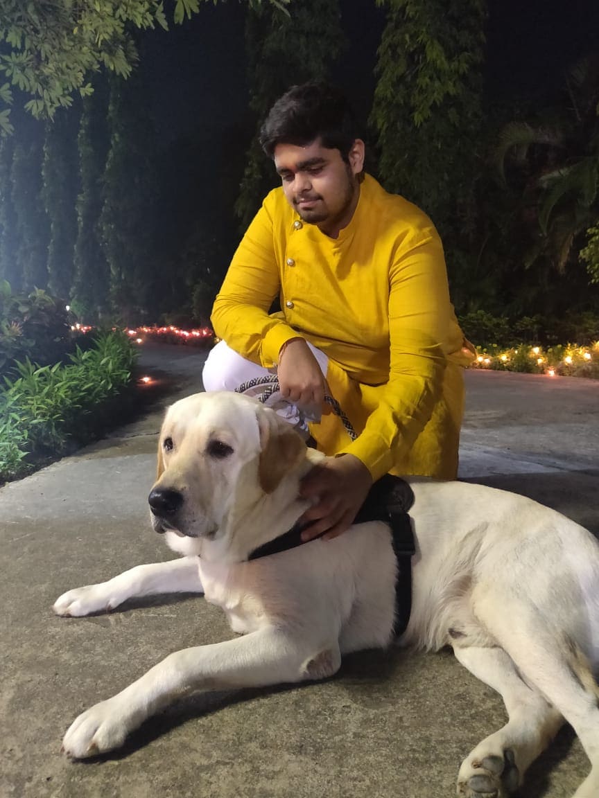 Labrador Retriever Dogs For Mating In Rudrapur