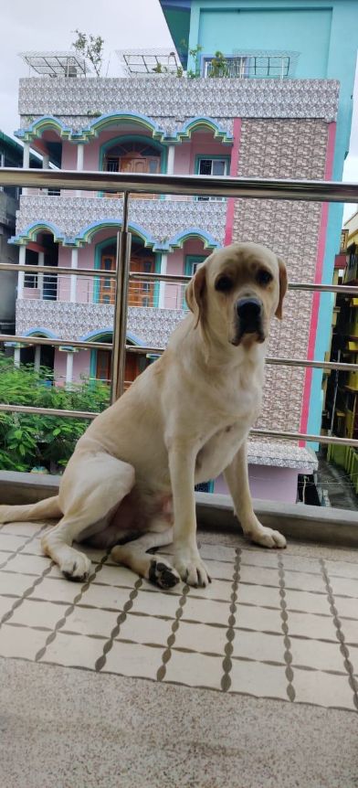 Labrador Retriever Dogs For Mating In Vizag