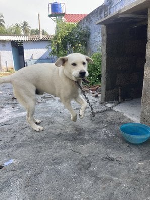 Labrador Retriever Dogs For Mating In Jaipur
