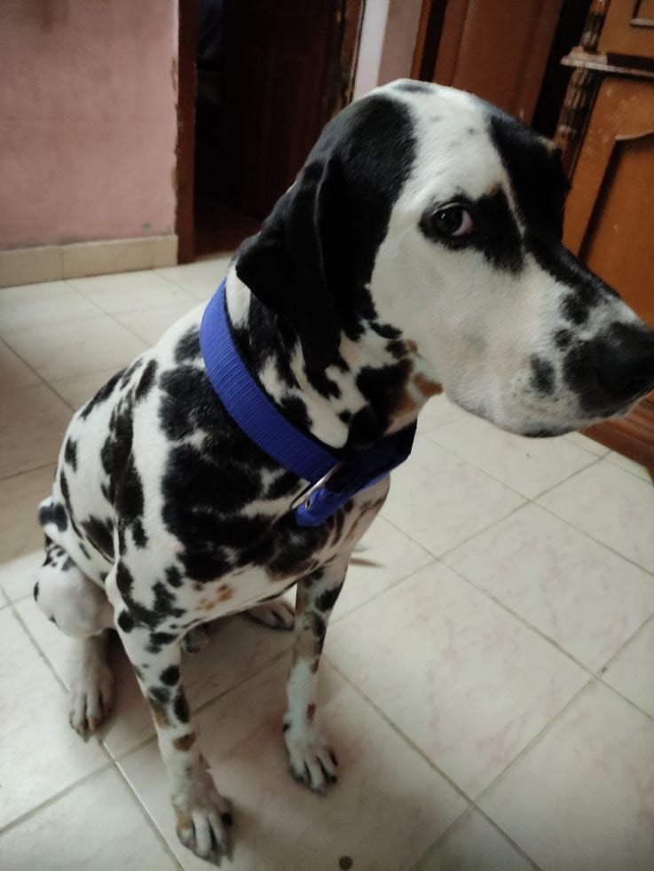 Dalmatian Dogs For Mating In Chennai