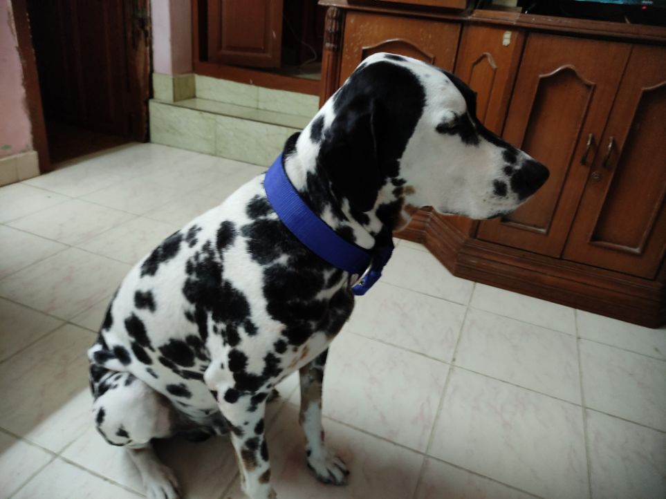 Dalmatian Dogs For Mating In Chennai