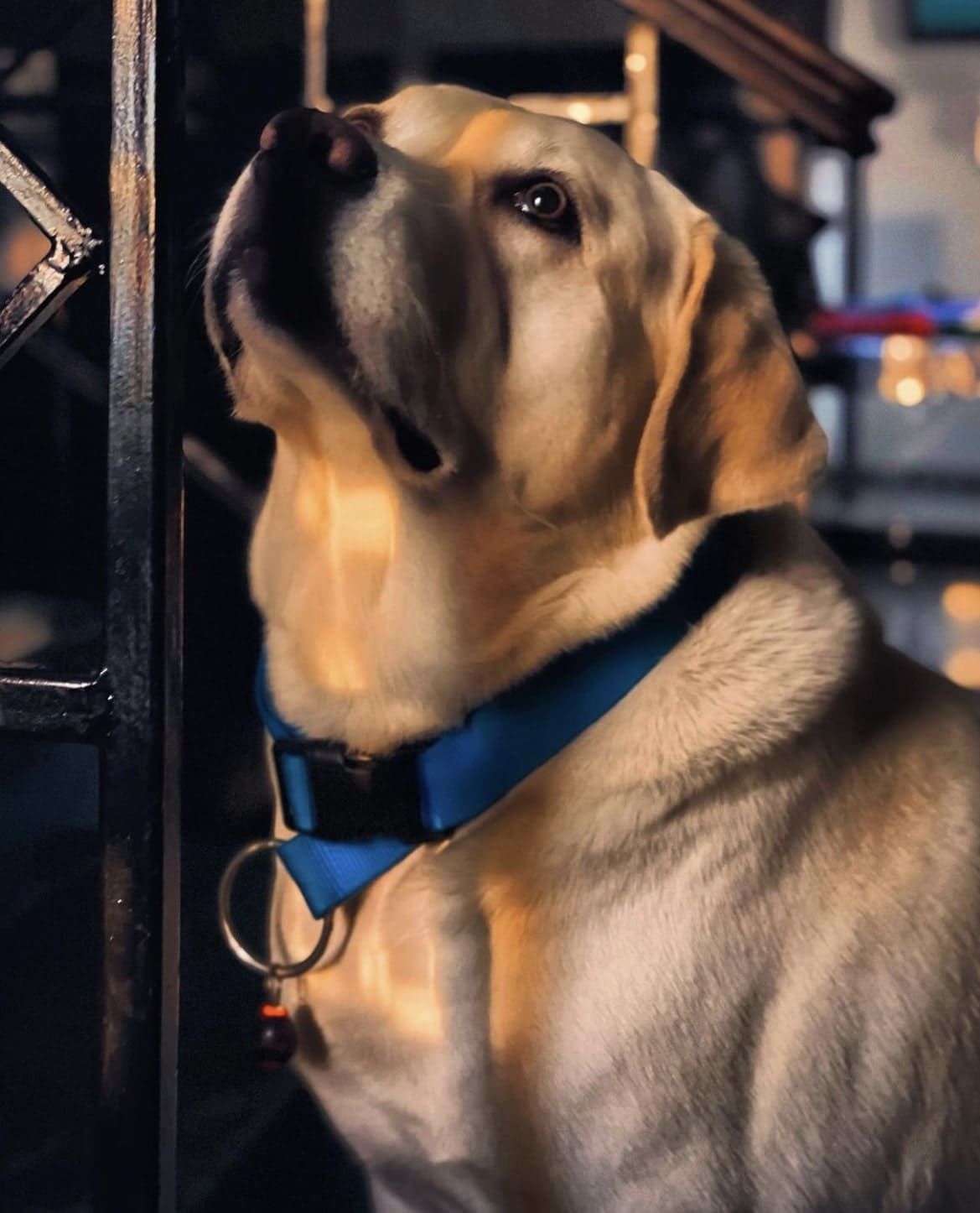 Labrador Retriever Dogs For Mating In Gangtok