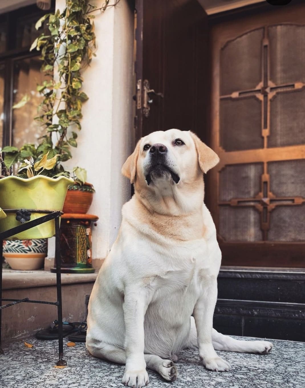 Labrador Retriever Dogs For Mating In Gangtok