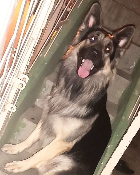 German Shepherd Dogs For Mating In Hyderabad
