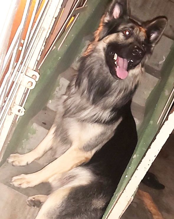 German Shepherd Dogs For Mating In Hyderabad