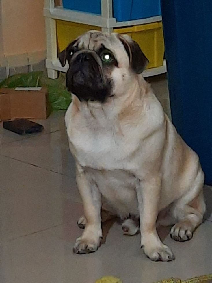 Pug Dogs For Mating In Hyderabad