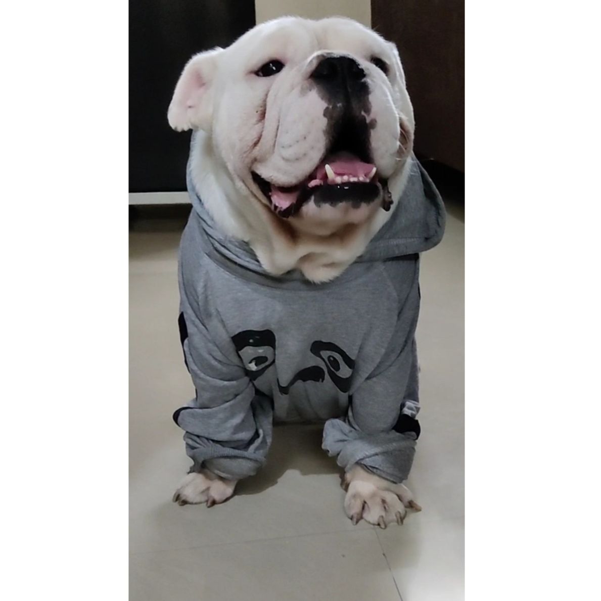 English Bulldog Dogs For Mating In Hyderabad