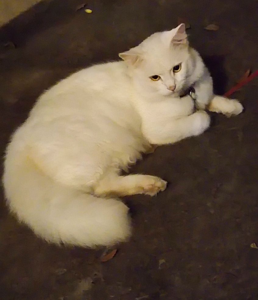 Persian Dogs For Mating In Mumbai