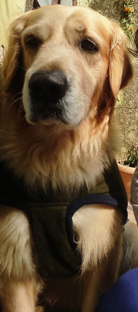 Golden Retriever Dogs For Mating In Gurgaon