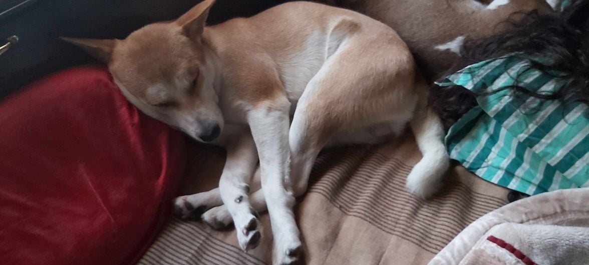 Indian Breed For Adoption In Guwahati