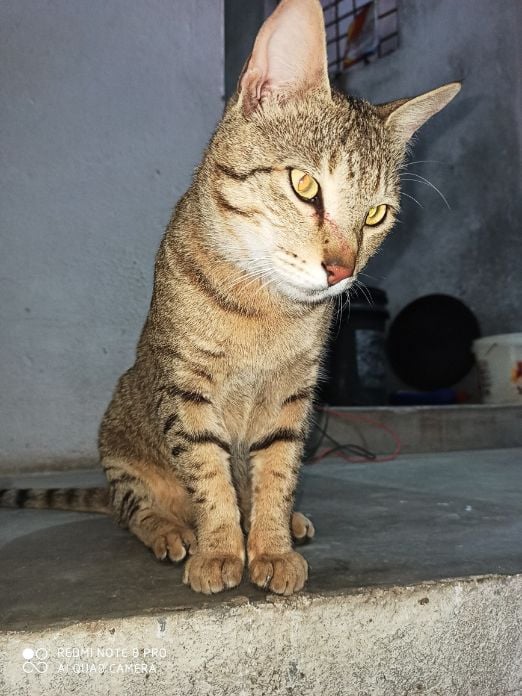 Indian Breed For Adoption In Noida