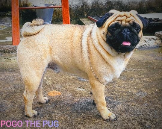 Pug Dogs For Mating In Hyderabad