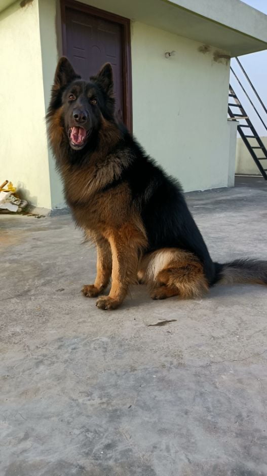 German Shepherd Dogs For Mating In Hyderabad