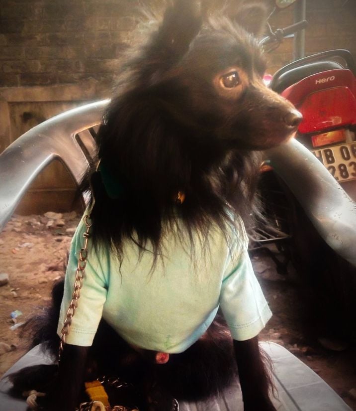 Culture Pomeranian Dogs For Mating In Coimbatore