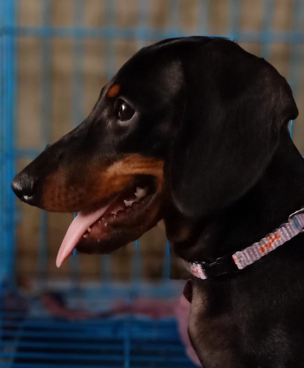 Dachshund Dogs For Mating In Ernakulam
