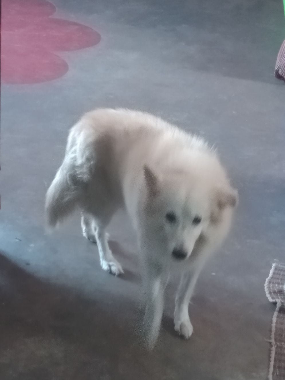 Pomeranian Dogs For Mating In Kochi