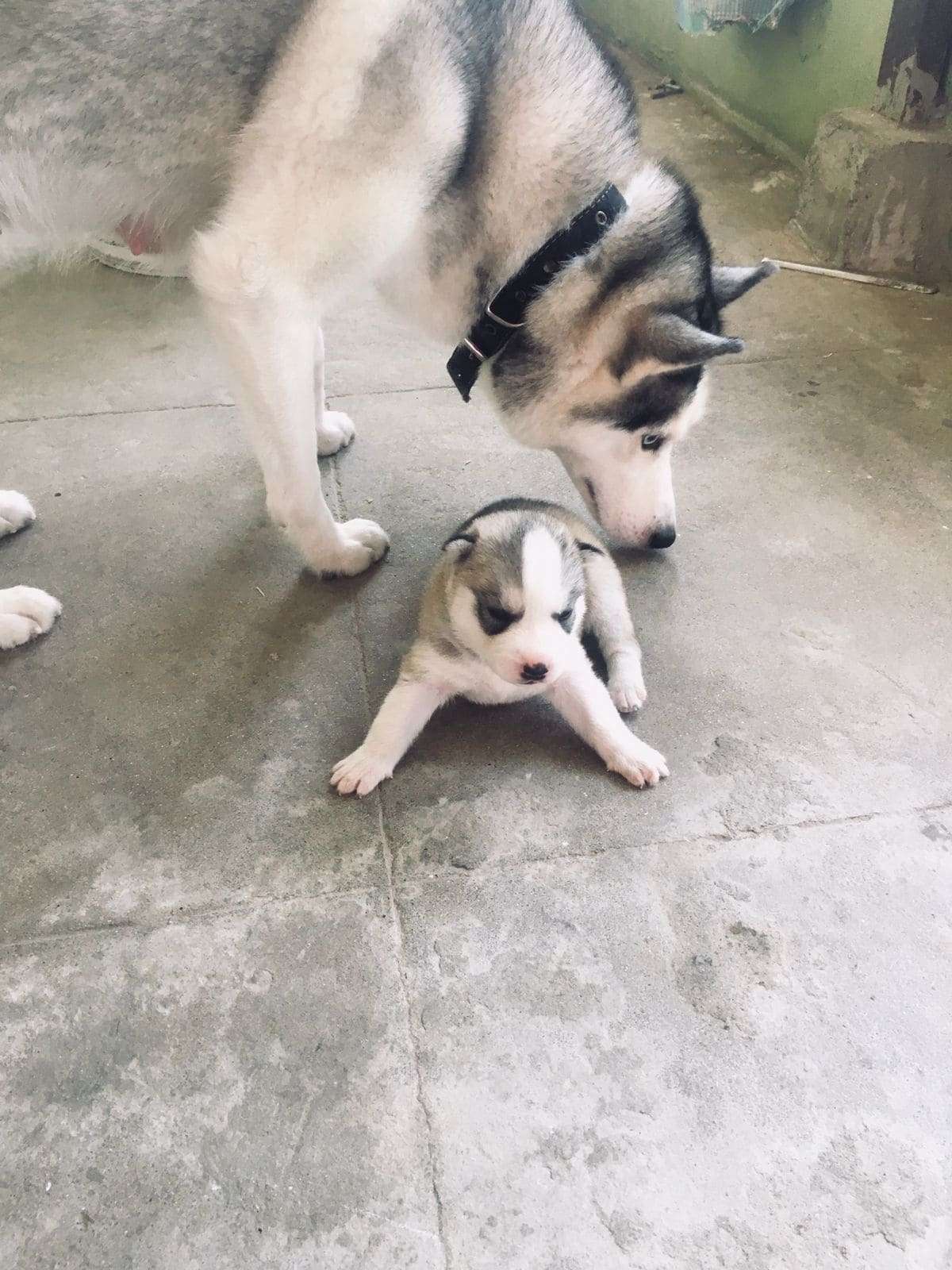 Siberian Husky For Sale In Bhopal