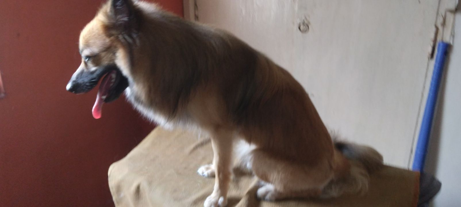 Culture Pomeranian Dogs For Mating In Coimbatore