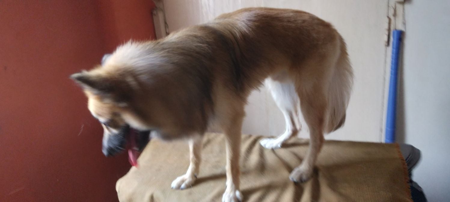 Culture Pomeranian Dogs For Mating In Coimbatore