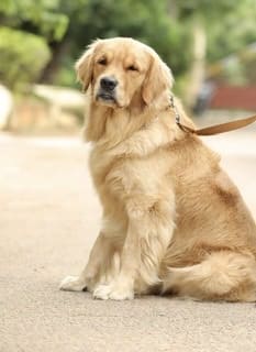 Golden Retriever Dogs For Mating In Surat