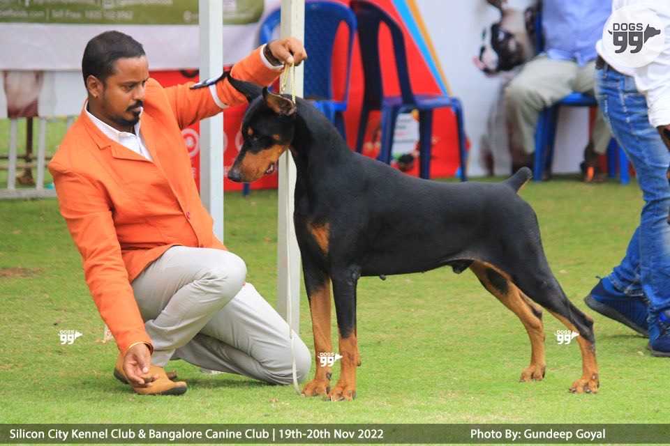 Doberman Dogs For Mating In Pondicherry
