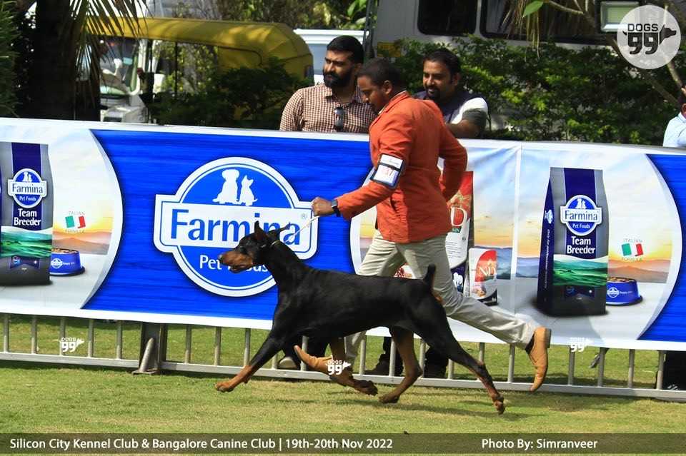 Doberman Dogs For Mating In Pondicherry