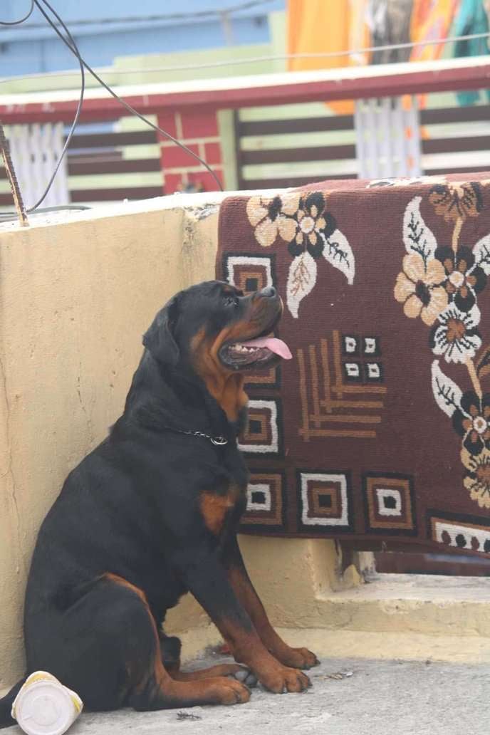 Rottweiler Dogs For Mating In Dehradun