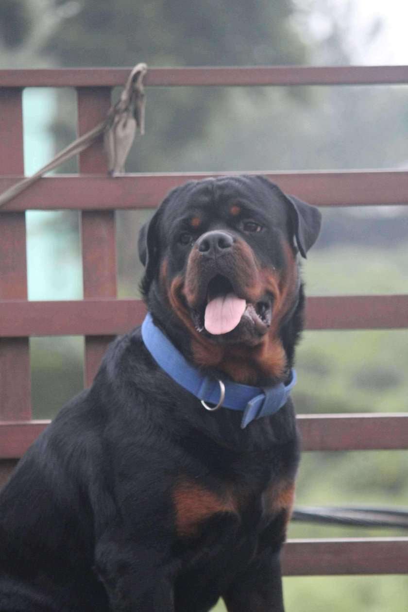 Rottweiler Dogs For Mating In Dehradun