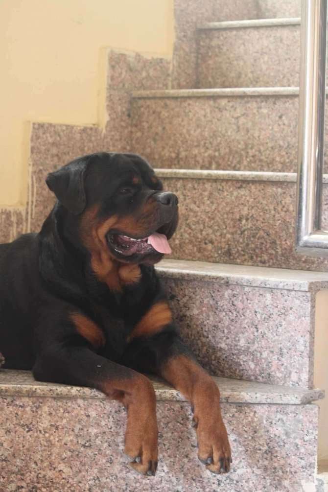 Rottweiler Dogs For Mating In Dehradun