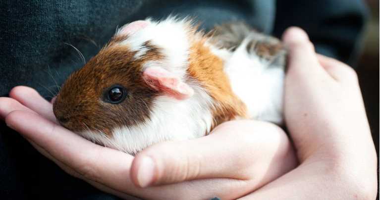 Guinea Pigs For Sale In India