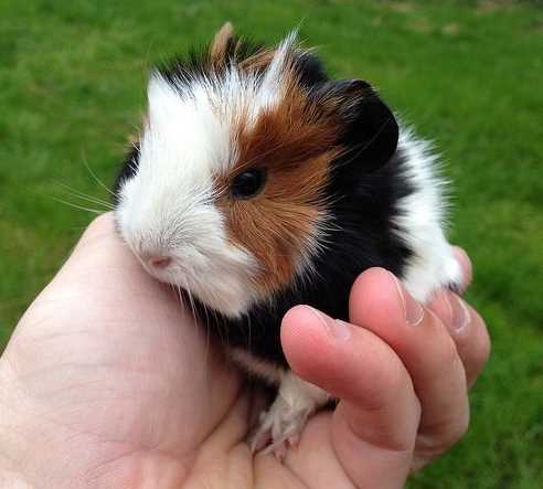 Guinea Pigs For Sale In India