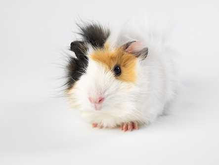 Guinea Pigs For Sale In India