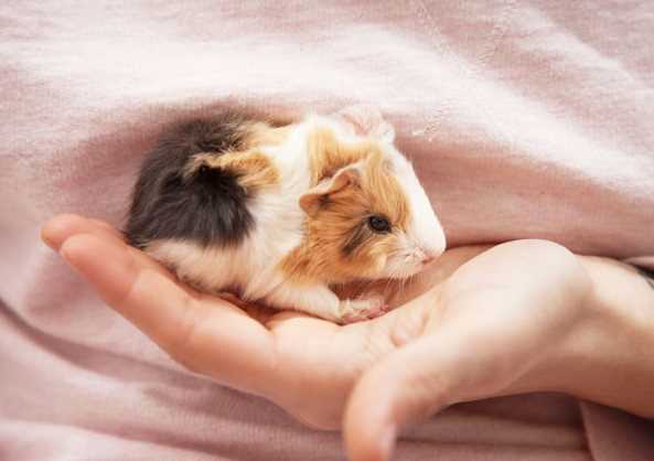 Guinea Pigs For Sale In India