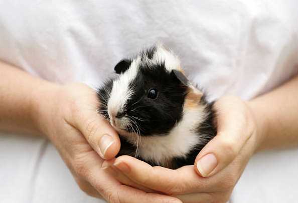 Guinea Pigs For Sale In India