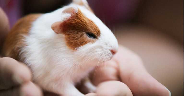 Guinea Pigs For Sale In India