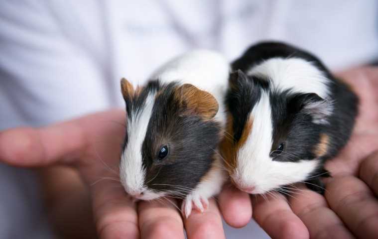 Guinea Pigs For Sale In India