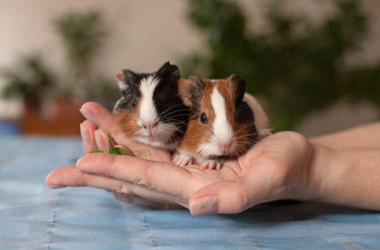 Guinea Pigs For Sale In India