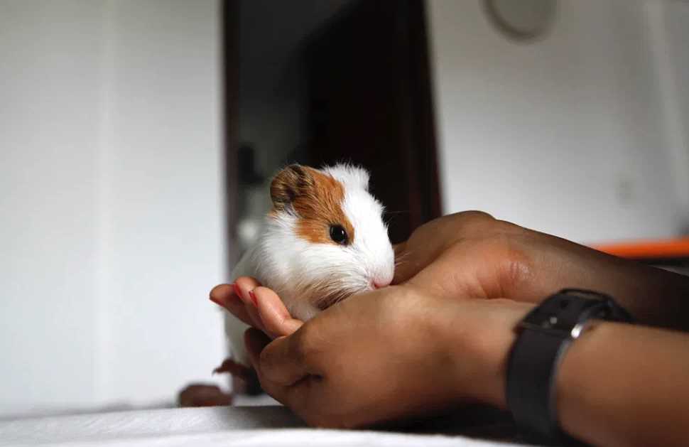 Guinea Pigs For Sale In India