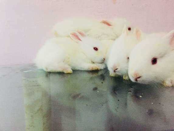 Rabbits For Sale In India