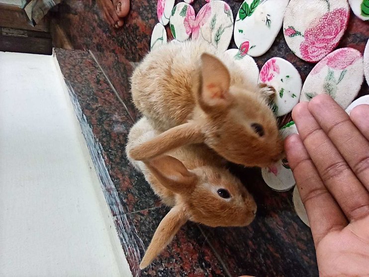 Rabbits For Sale In India