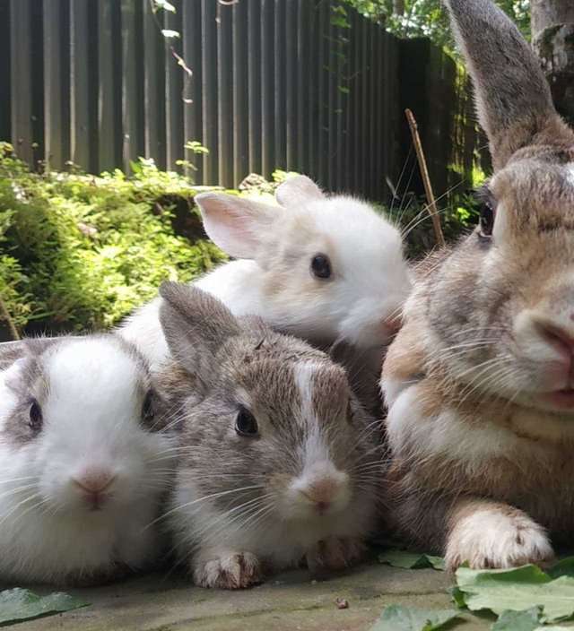 Rabbits For Sale In India