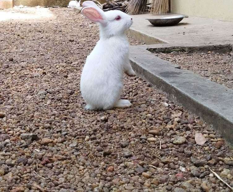 Rabbits For Sale In India